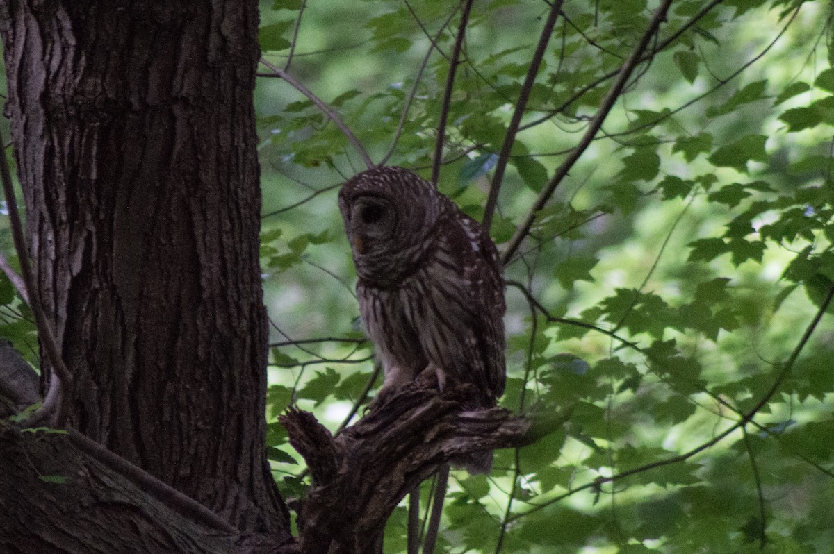 Barred Owl - ML451569361