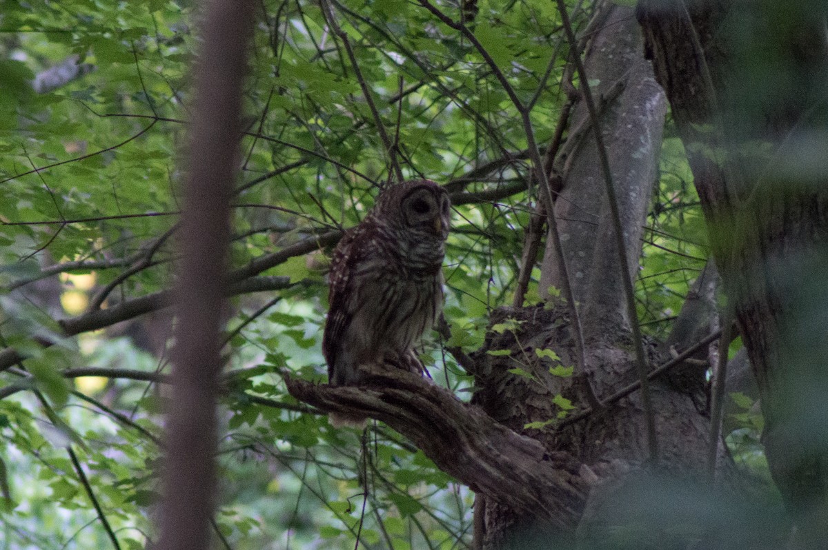 Barred Owl - ML451569391