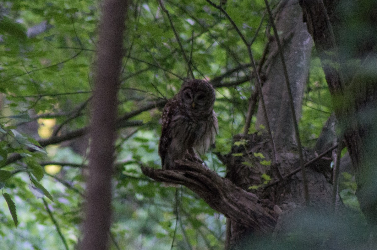 Barred Owl - ML451569401