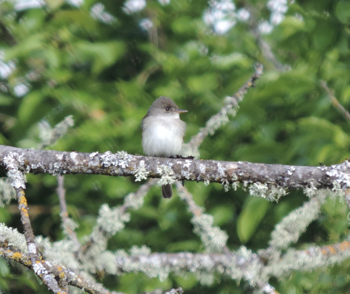 Willow Flycatcher - ML451569721