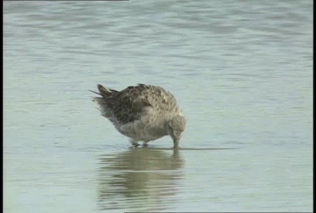 Short-billed/Long-billed Dowitcher - ML451570