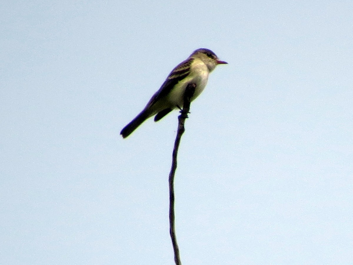 Willow Flycatcher - Kevin Seymour