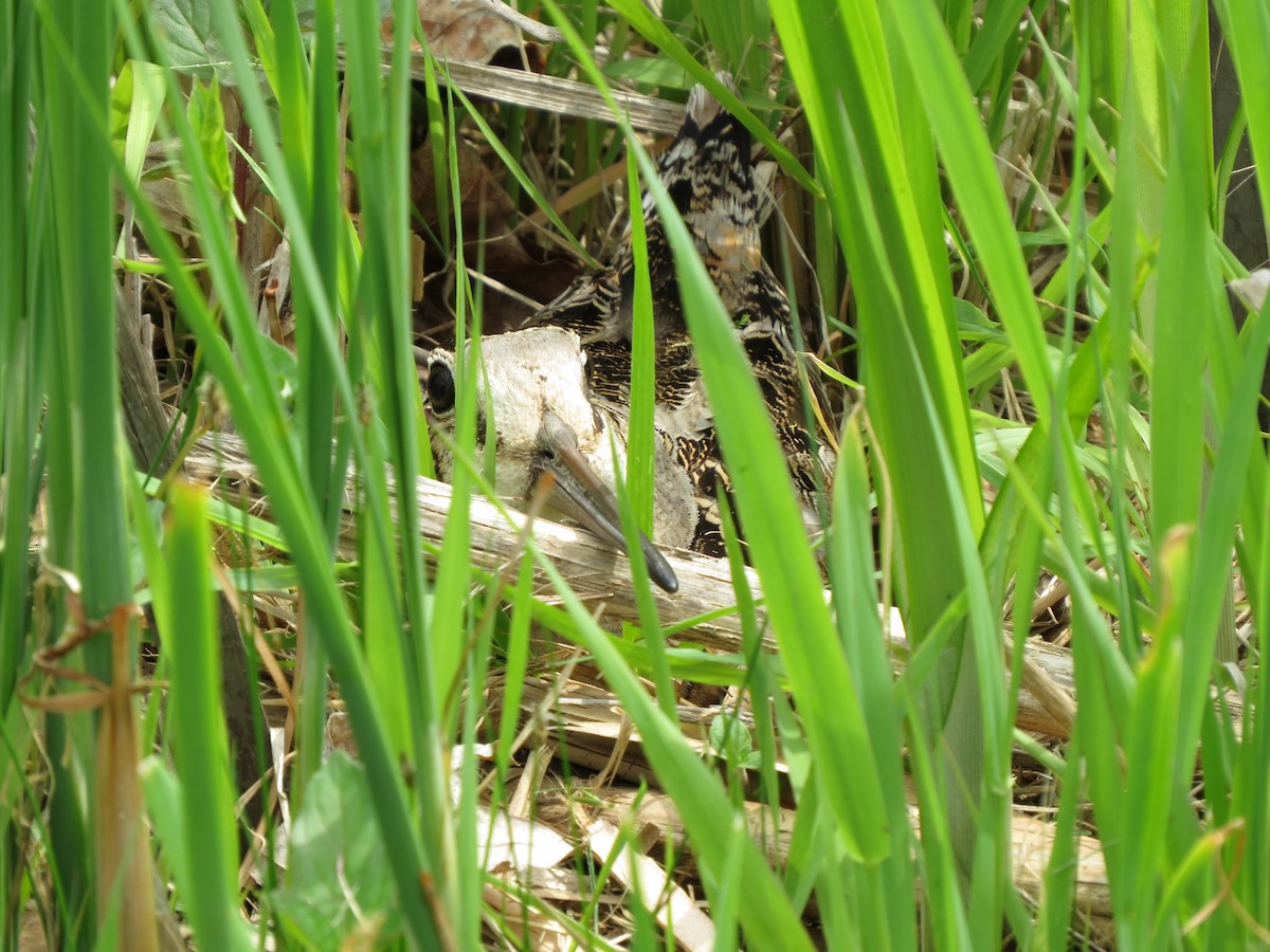 American Woodcock - ML451571771