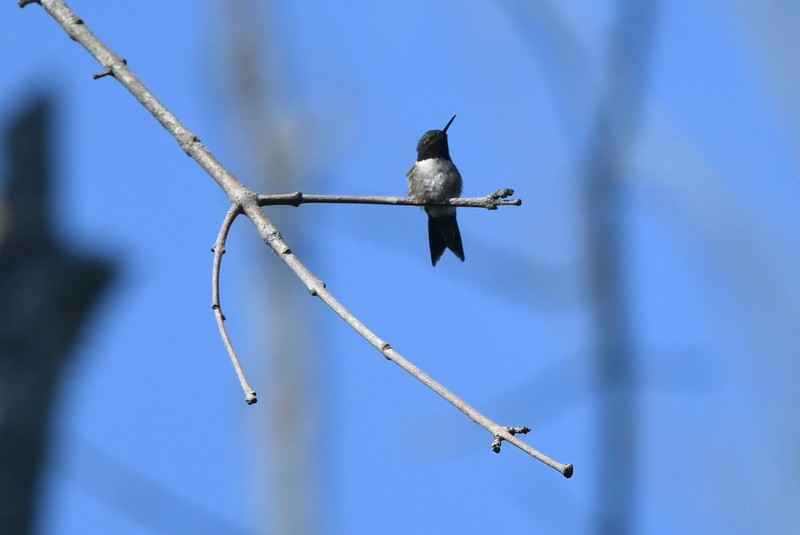 Ruby-throated Hummingbird - ML451571851