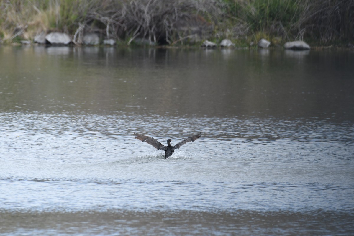 Cormoran vigua - ML451572121