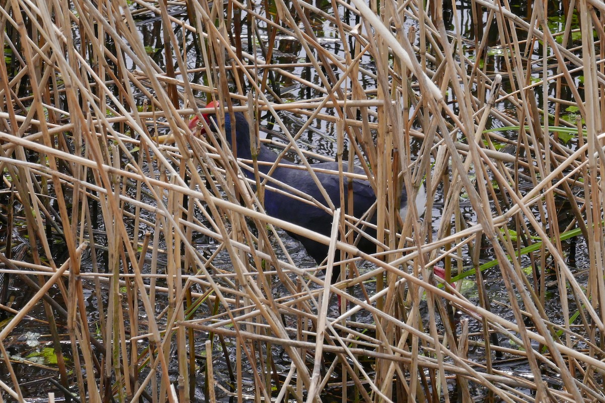 Western Swamphen - Margot Oorebeek