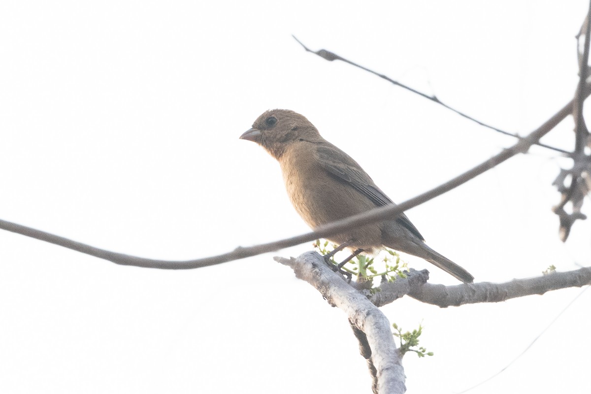 Varied Bunting - Adam Jackson