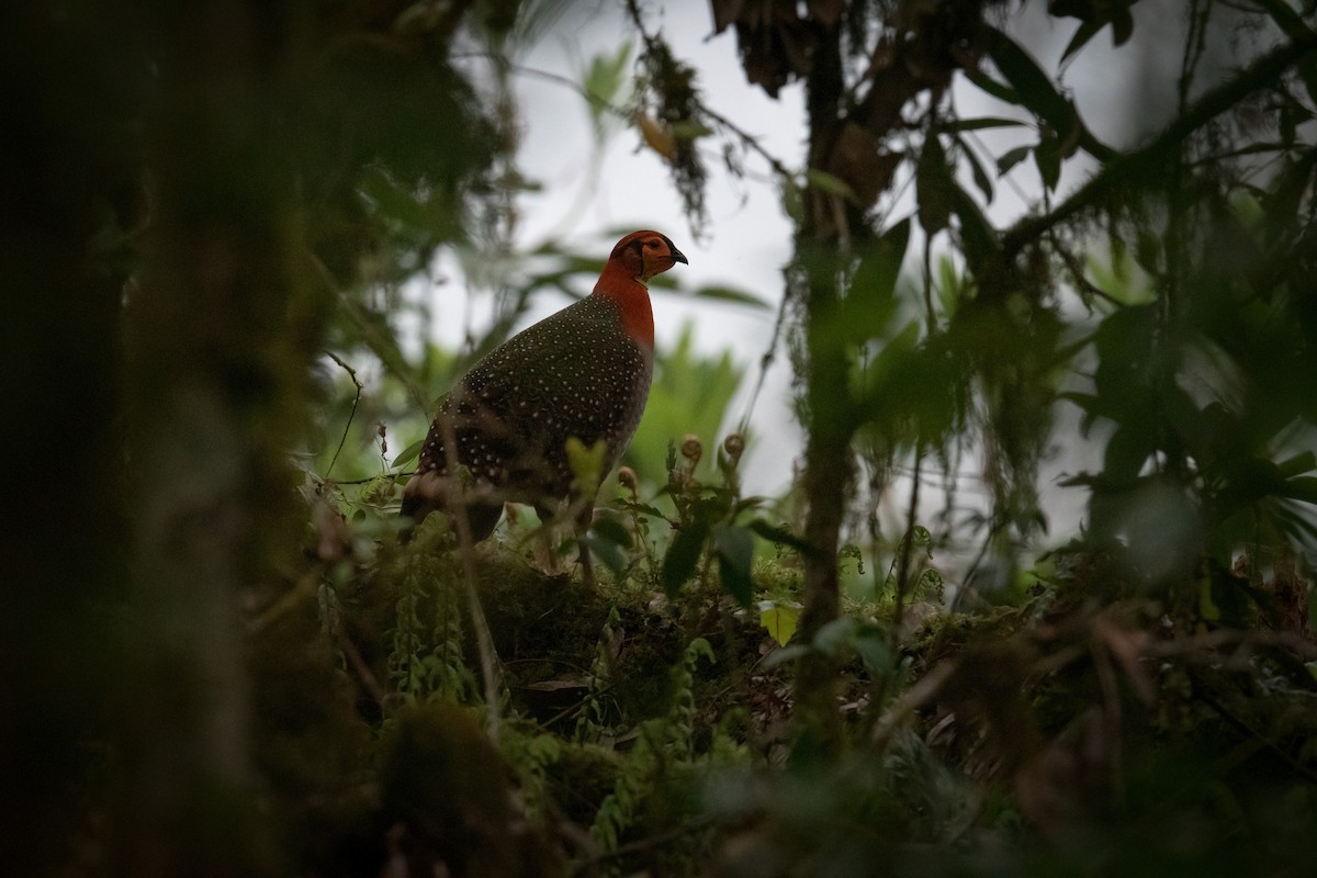 Blyth's Tragopan - ML451574581