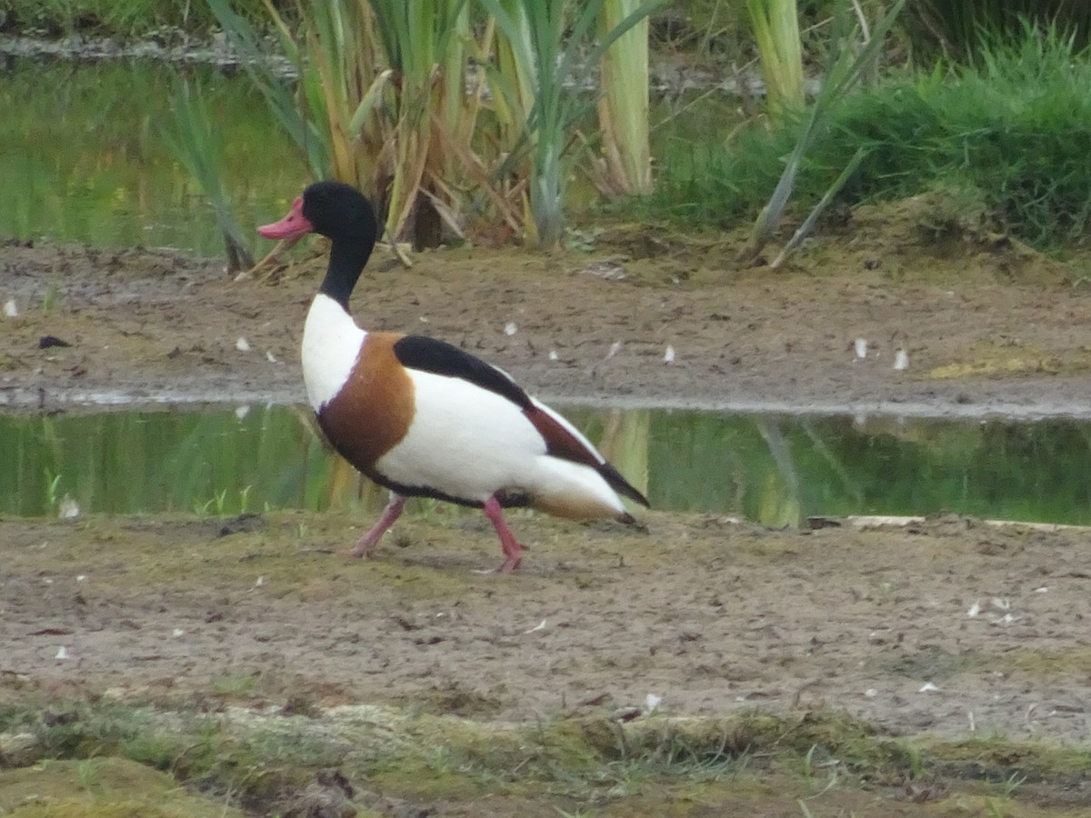 Common Shelduck - ML451576301