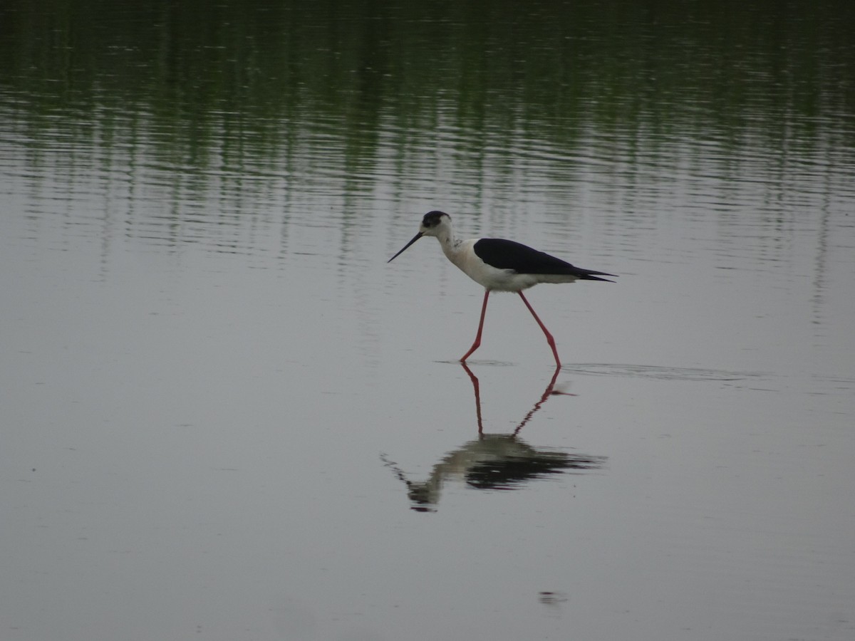 Black-winged Stilt - ML451576391