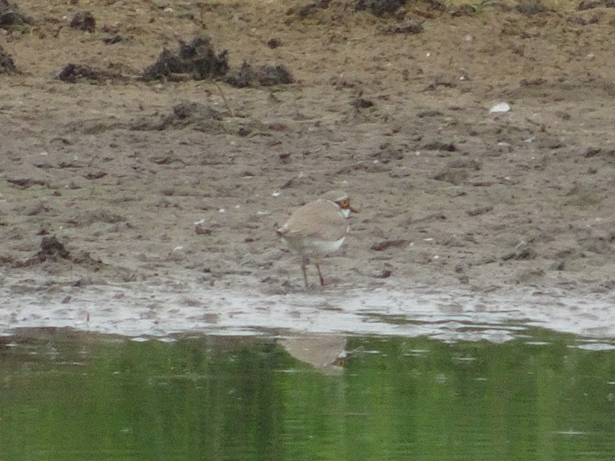 Little Ringed Plover - ML451576511