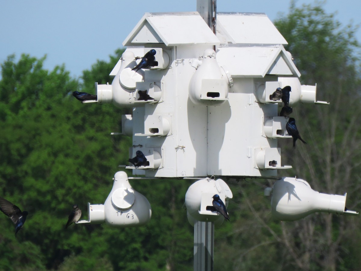 Purple Martin - ML451576591