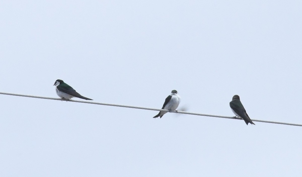 Violet-green Swallow - ML451577481