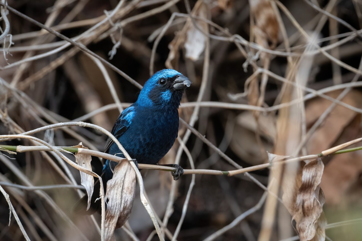 Blue Bunting - ML451577561