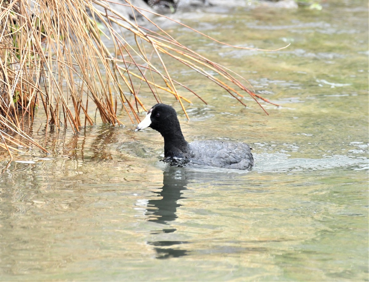 American Coot - ML451577611