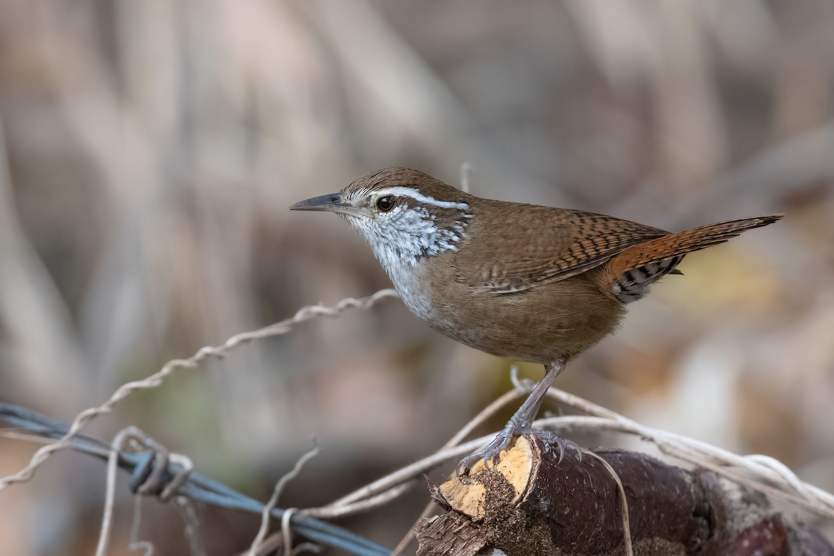 Sinaloa Wren - Adam Jackson