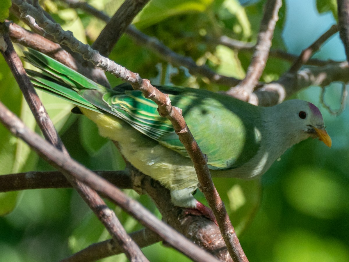 Atoll Fruit-Dove - ML451581381