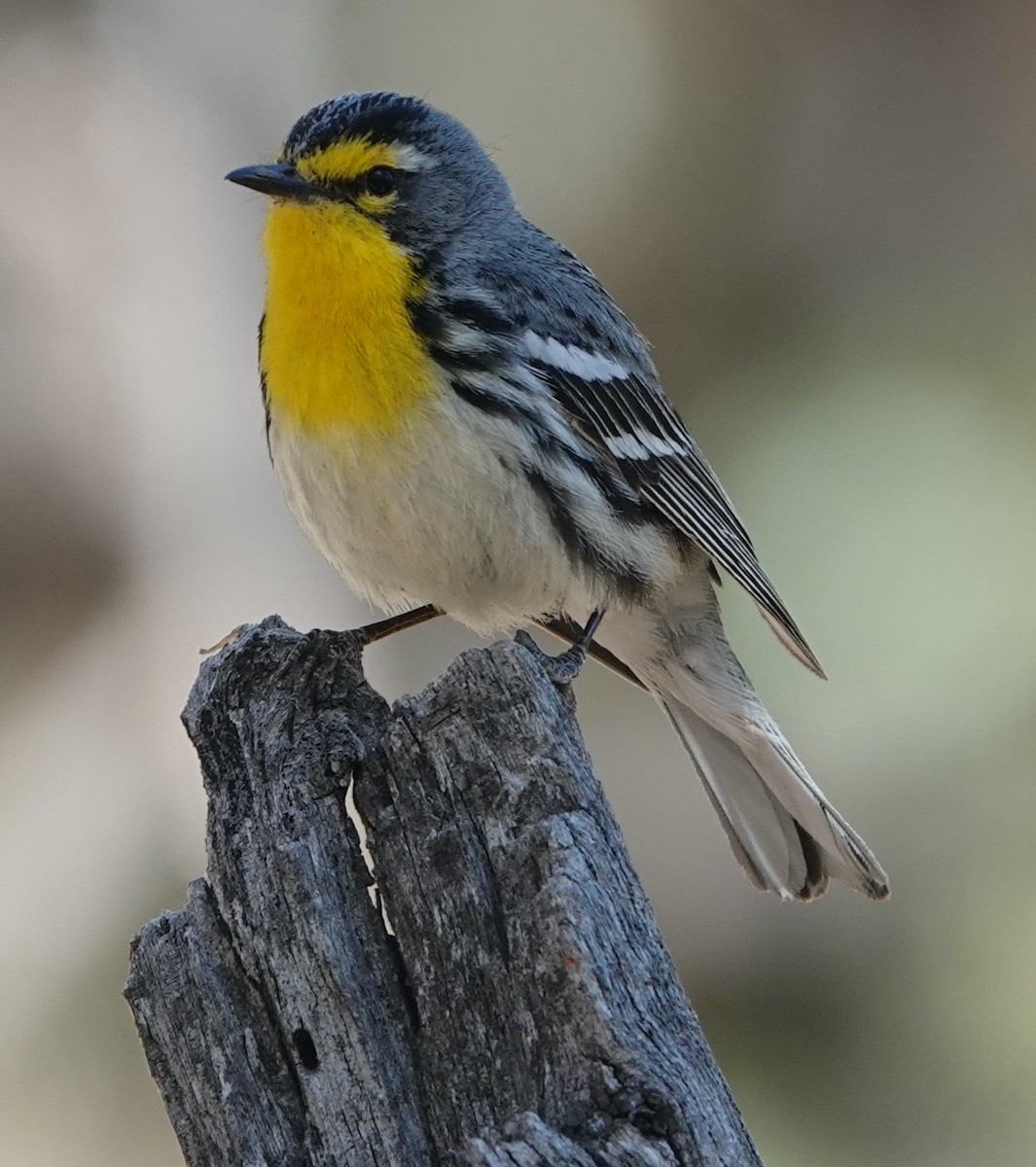 Grace's Warbler - ML451581451