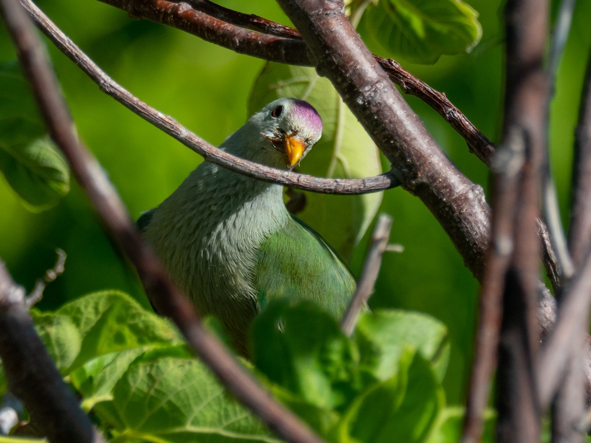 Atoll Fruit-Dove - ML451581531