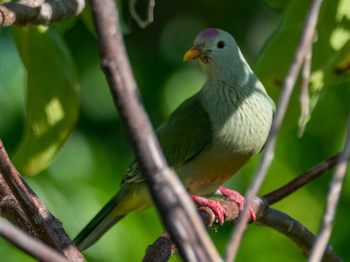 Atoll Fruit-Dove - ML451581581