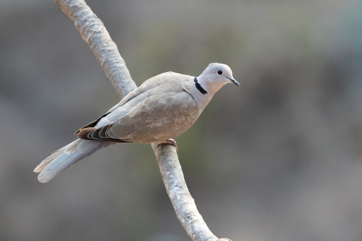 Eurasian Collared-Dove - ML451581991