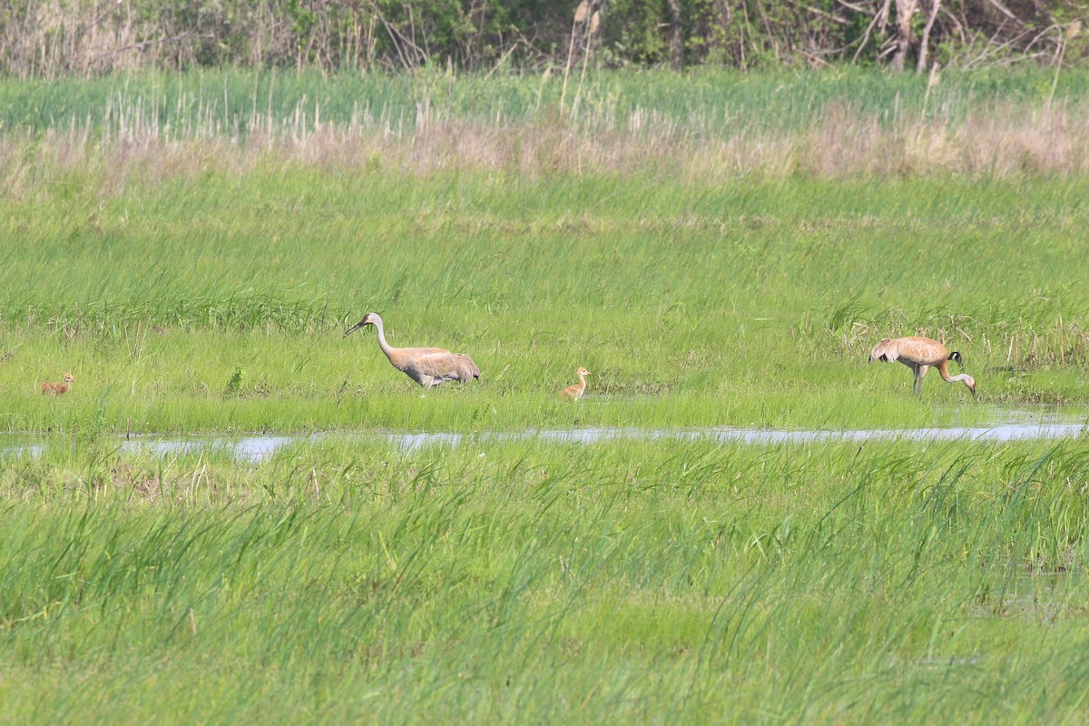 Sandhill Crane - Becky Harbison
