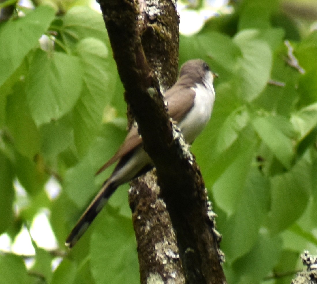 Yellow-billed Cuckoo - ML451582301