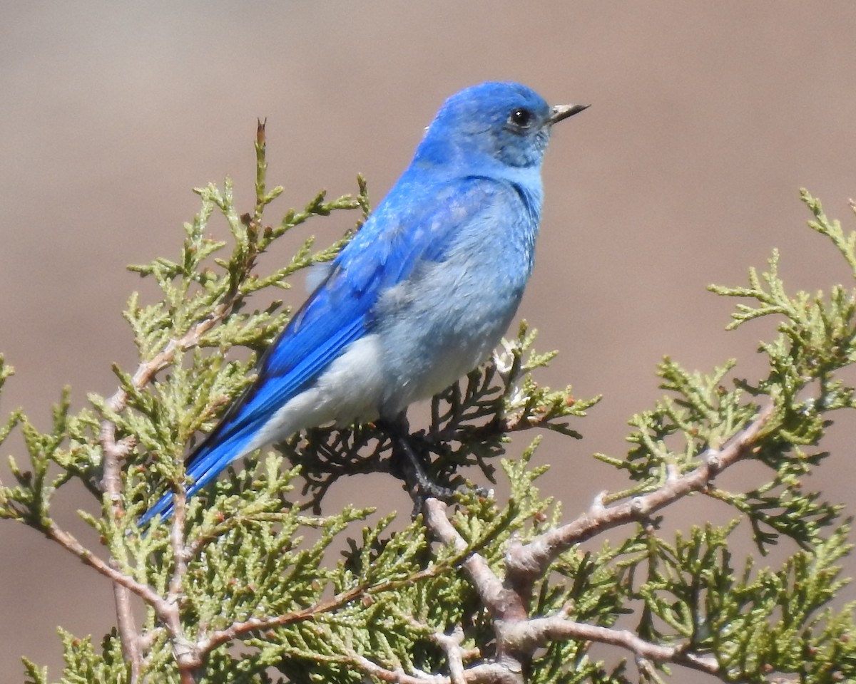 Mountain Bluebird - ML451584181