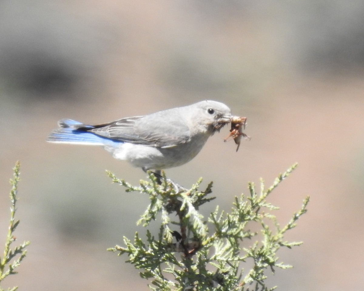 Mountain Bluebird - ML451584411