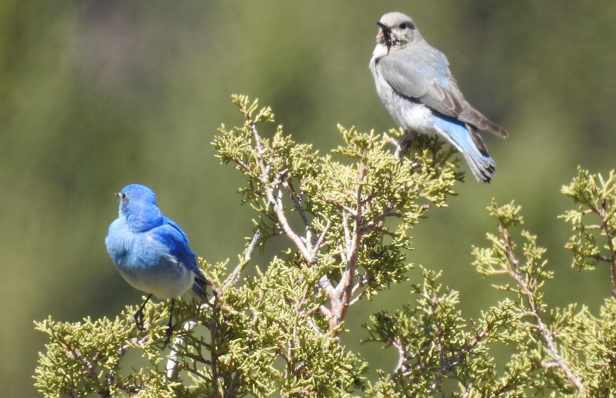 Mountain Bluebird - ML451584531