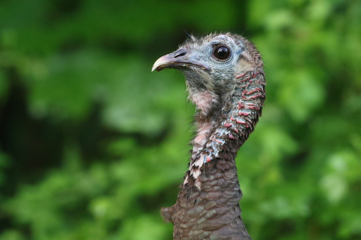 Wild Turkey - ML451584581