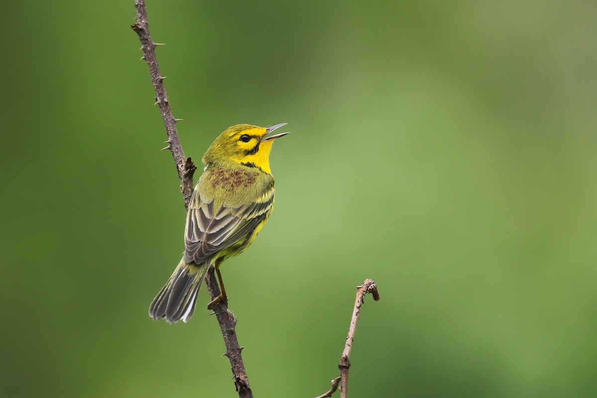 Prairie Warbler - ML451584711