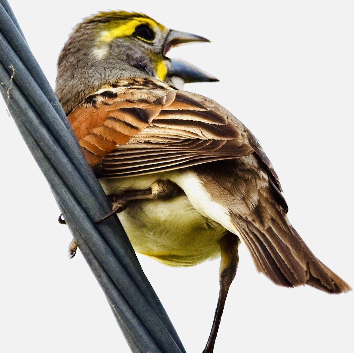 Dickcissel - ML451584911