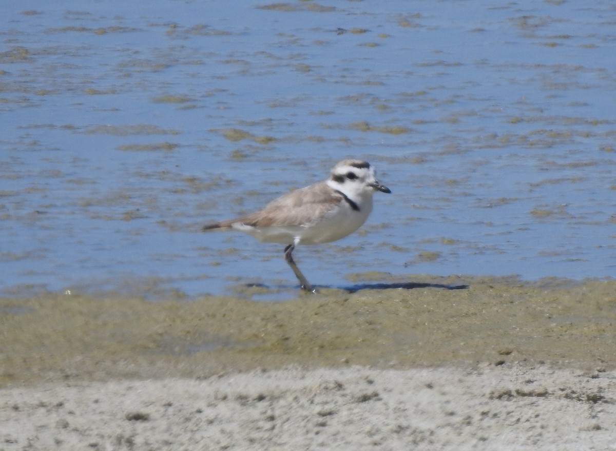 Snowy Plover - Stephen Klotz