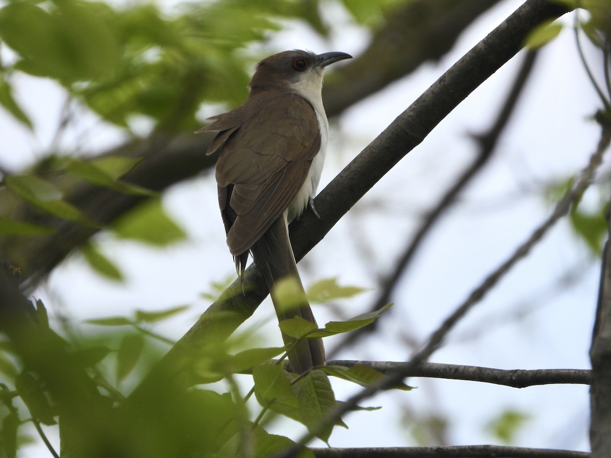 Black-billed Cuckoo - ML451585391