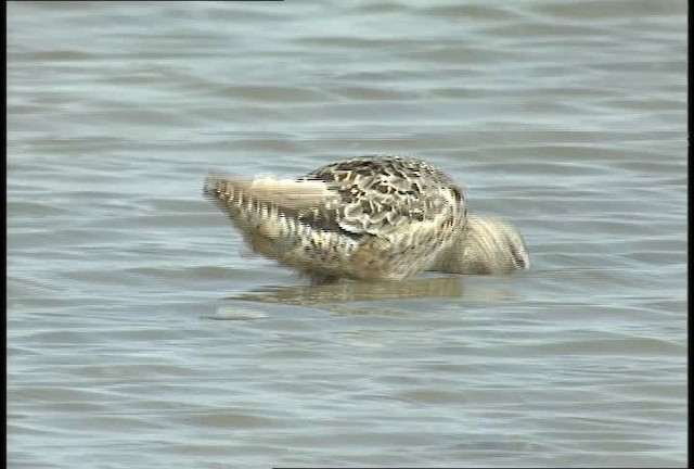 Short-billed/Long-billed Dowitcher - ML451587