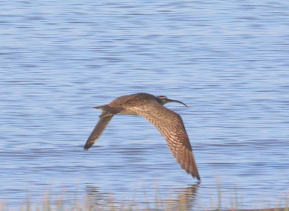 Whimbrel - Mike Fung