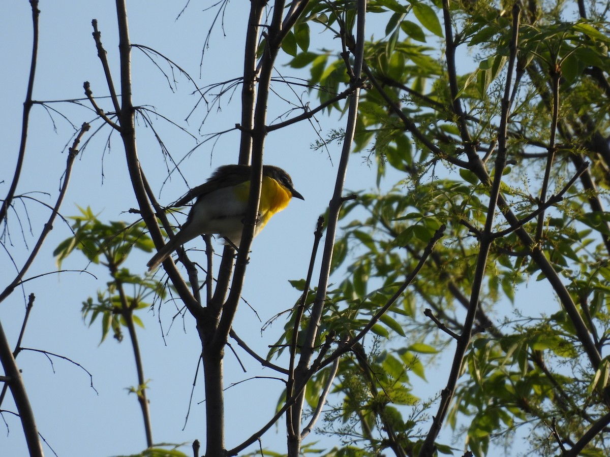 Yellow-breasted Chat - Jeff Schramm