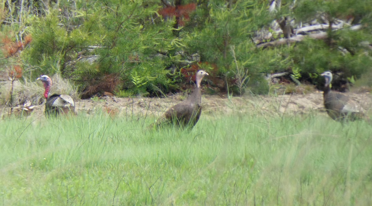 Wild Turkey - ML451588461