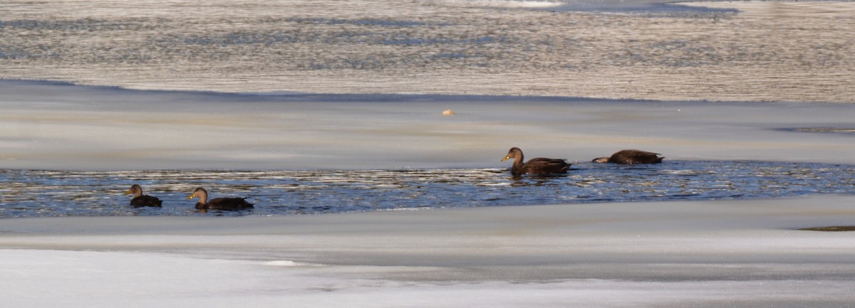 American Black Duck - ML45158871