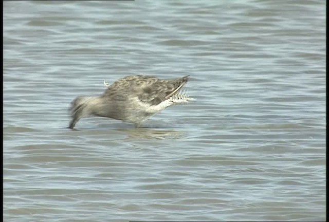 Short-billed/Long-billed Dowitcher - ML451589