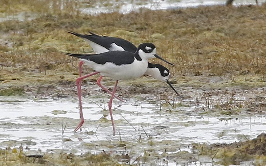 Schwarznacken-Stelzenläufer - ML451589341