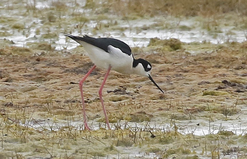 Schwarznacken-Stelzenläufer - ML451589351