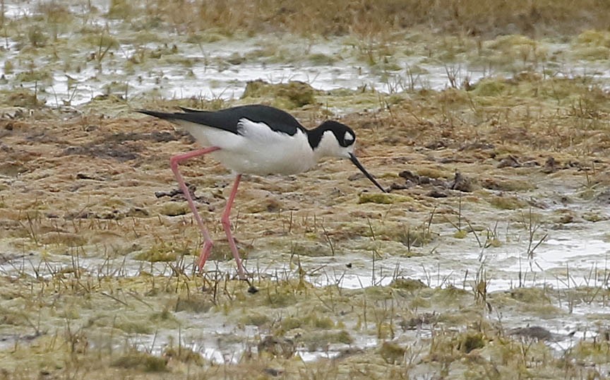 Schwarznacken-Stelzenläufer - ML451589371