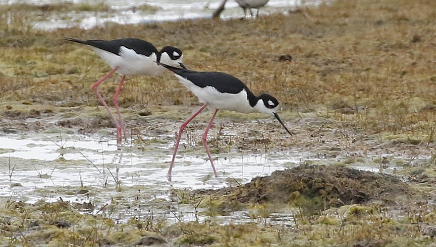 Black-necked Stilt - ML451589381