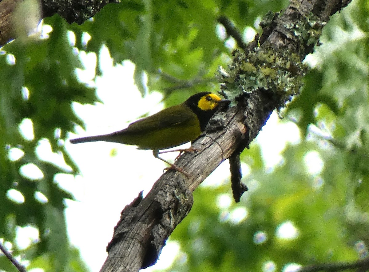 Hooded Warbler - ML451589751