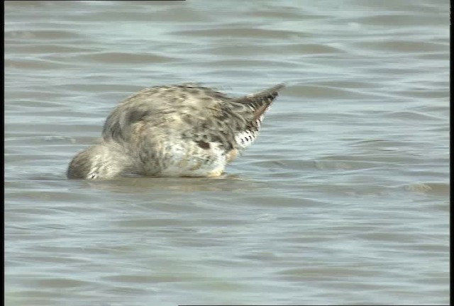 Short-billed/Long-billed Dowitcher - ML451590