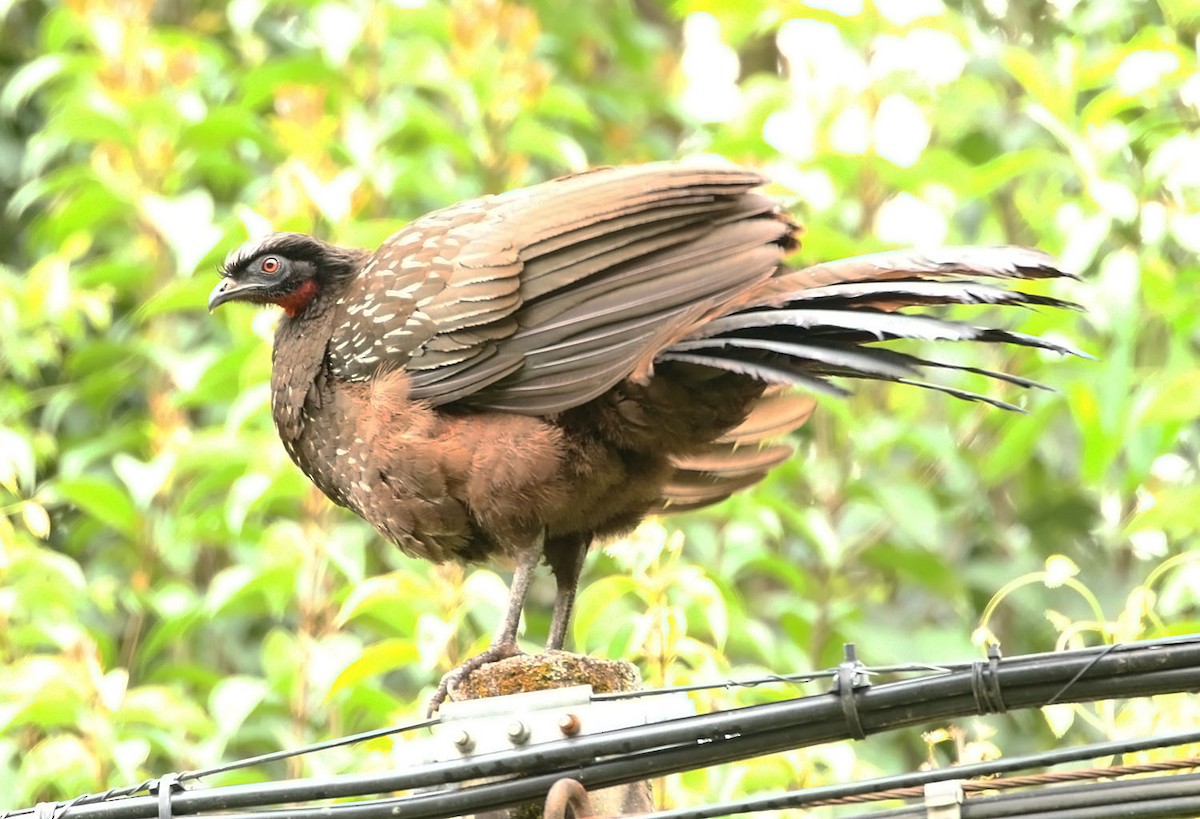 Pénélope des yungas - ML451590221