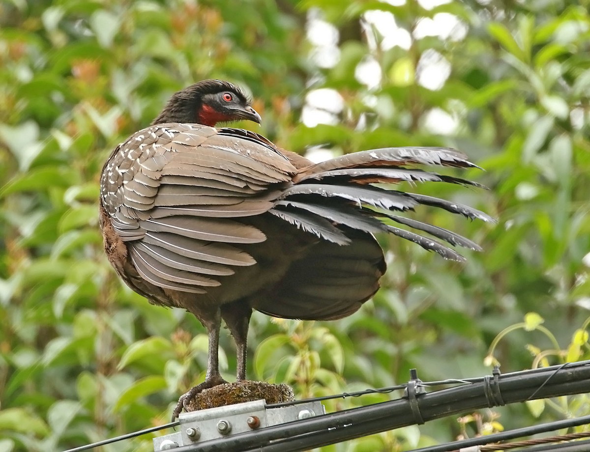 Pava de las Yungas - ML451590231