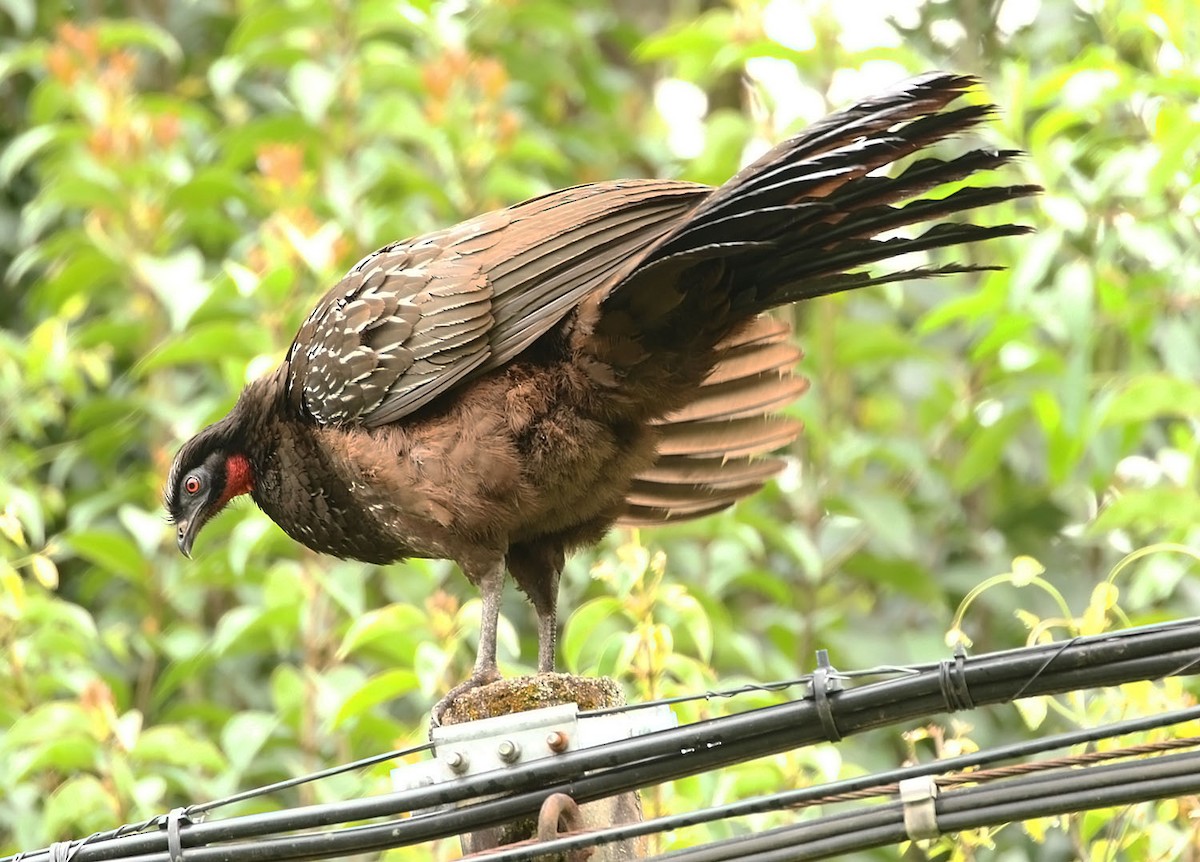 Pénélope des yungas - ML451590251